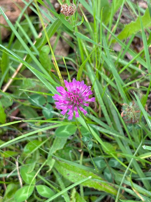 Flores de otoño en Asturias