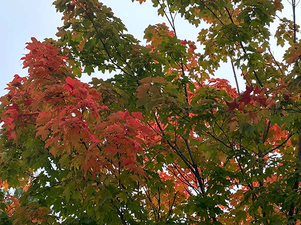 Los colores del otoño en los bosques de Asturias
