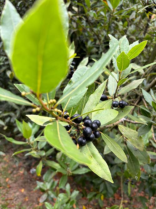 Fruto del laurel en Asturias