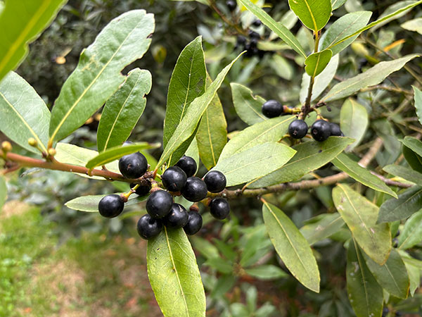 Fruto del laurel en Asturias
