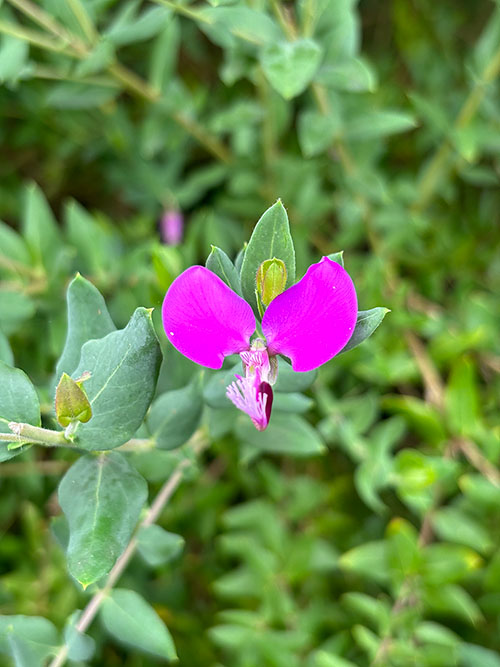 Flores de otoño en Asturias