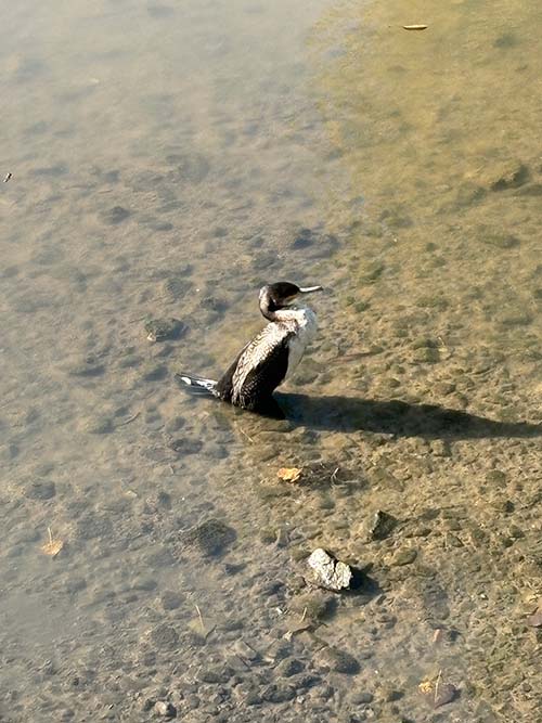 cormorán descansando al sol en la ribera de un río asturiano