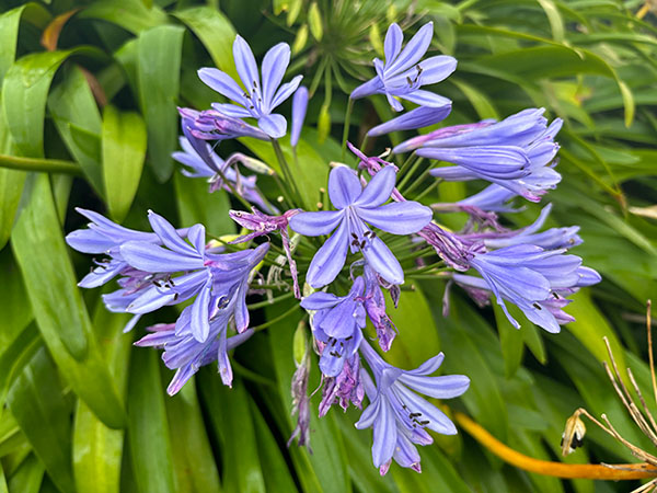 Flores de otoño en Asturias