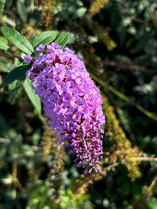 Flores de otoño en Asturias