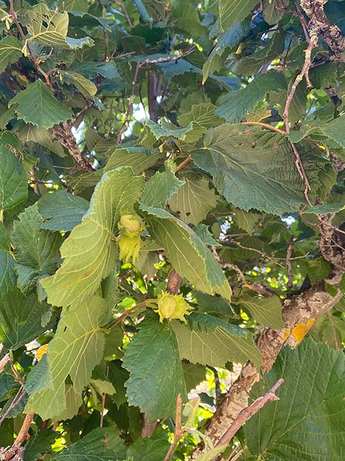 Avellanas aun verdes en el árbol en Asturias