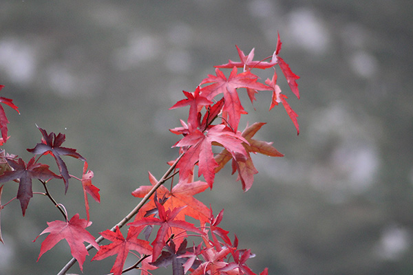 Los colores del otoño en los bosques de Asturias