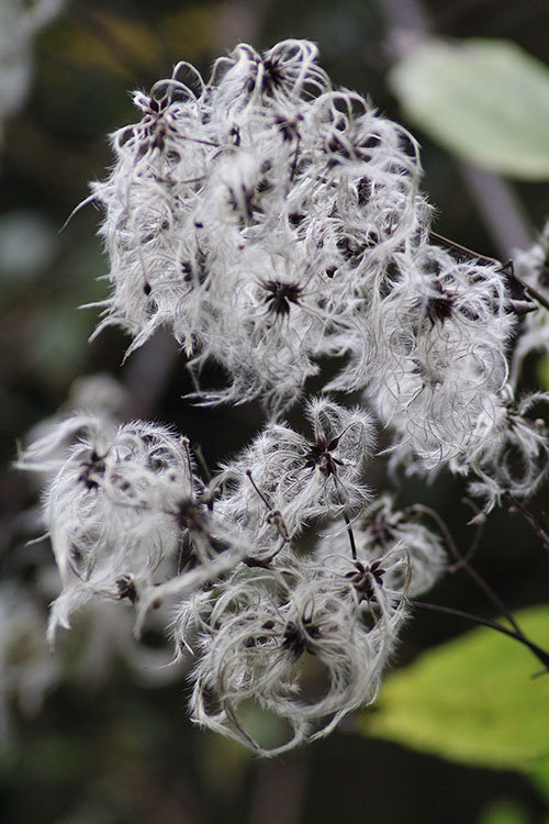 Flores de otoño en Asturias