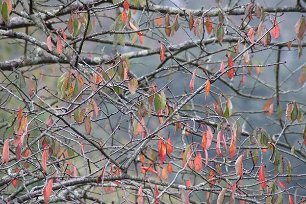 Los colores del otoño en los bosques de Asturias