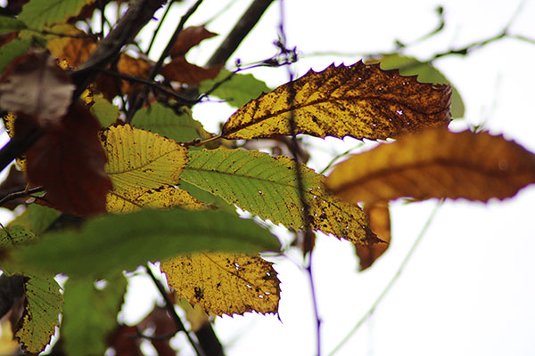 colores-de-los-arboles-en-asturias-en-otono