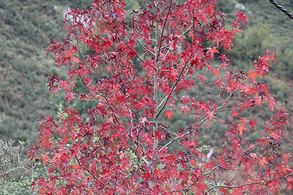 Los colores del otoño en los bosques de Asturias