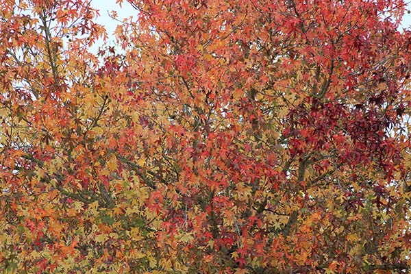 Los colores del otoño en los bosques de Asturias