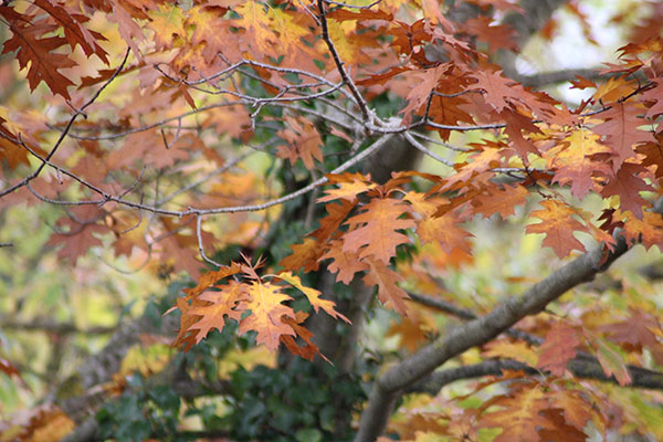 Los colores del otoño en los bosques de Asturias