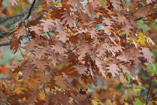 Los colores del otoño en los bosques de Asturias
