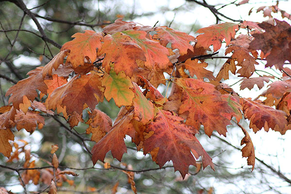 Los colores del otoño en los bosques de Asturias