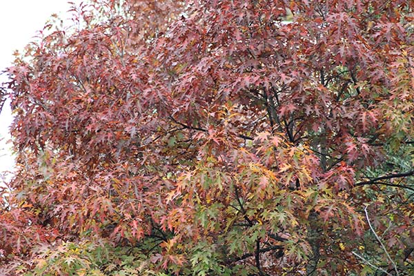 Los colores del otoño en los bosques de Asturias