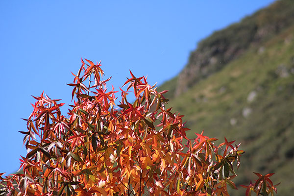 Los colores del otoño en los bosques de Asturias