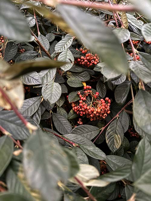 Bayas del otoño en Asturias