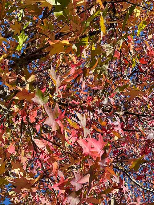 Los colores del otoño en los bosques de Asturias