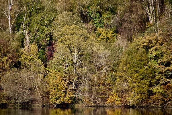 Los colores del otoño en los bosques de Asturias