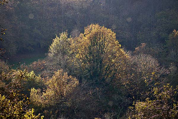 Los colores del otoño en los bosques de Asturias