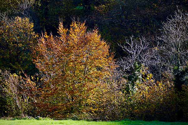 Los colores del otoño en los bosques de Asturias