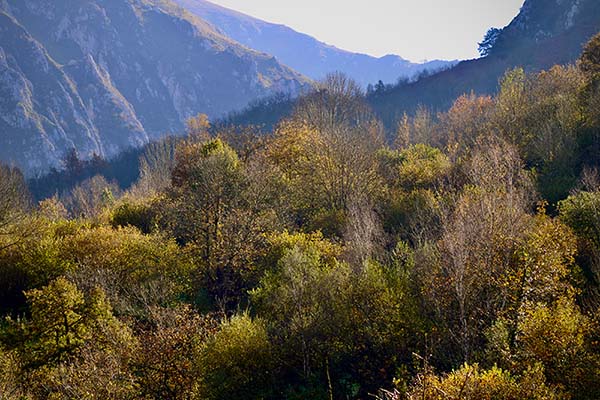 Los colores del otoño en los bosques de Asturias