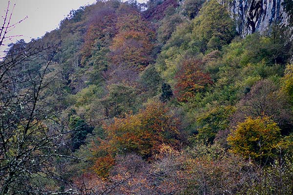 Los colores del otoño en los bosques de Asturias