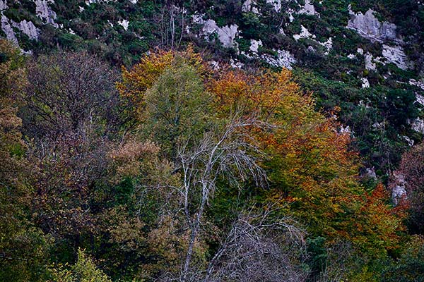 Los colores del otoño en los bosques de Asturias