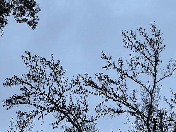 Estorninos en el otoño asturiano