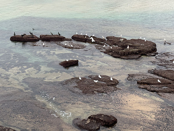 Cormoranes y gaviotas reidoras descansando en un pedrero asturiano