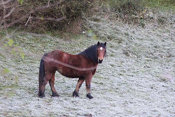 Tremenda helada en Valdediós en Asturias