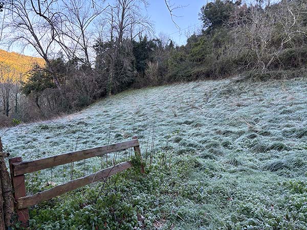 Lugar donde está la fosa común de Valdediós