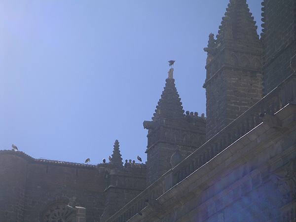 Cigüeñas en la catedral de Ávila