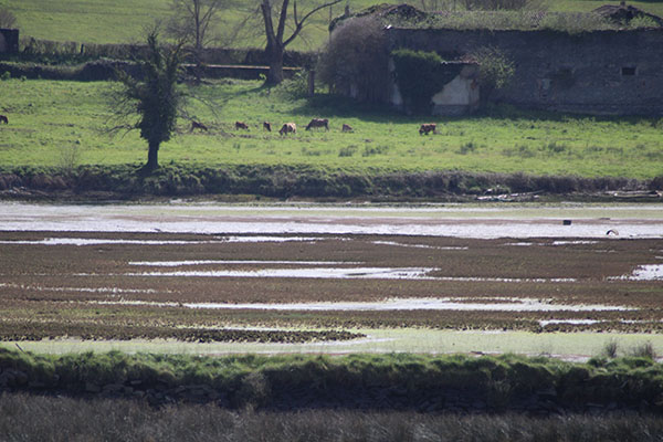 Vista de la ría de Villaviciosa en bajamar