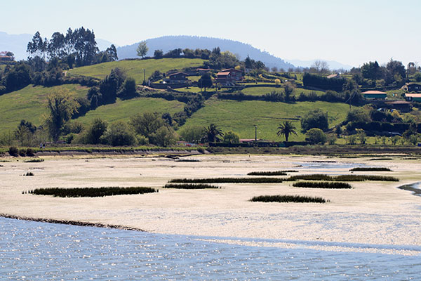 Vegetación en la ría de Villaviciosa en Asturias