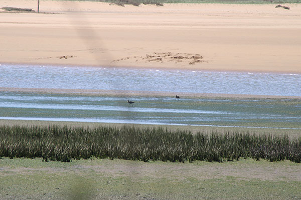 Observando aves en la ría de Villaviciosa en Asturias