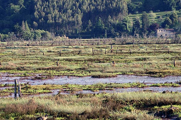 Porreos en la ría de Villaviciosa en Asturias