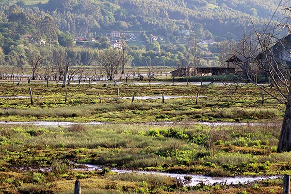 Porreos en la ría de Villaviciosa en Asturias