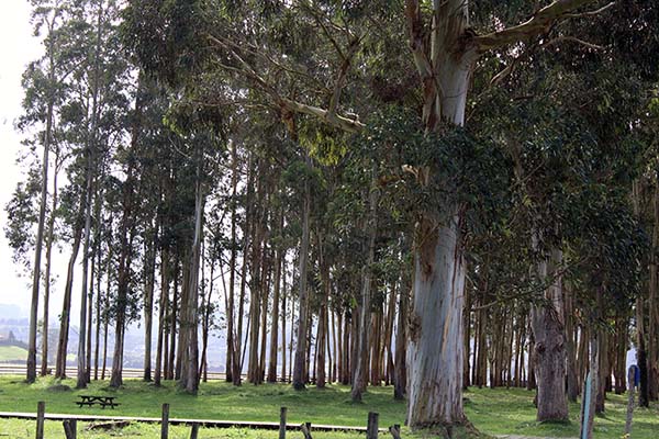 Dársena de El Puntal en Villaviciosa en Asturias