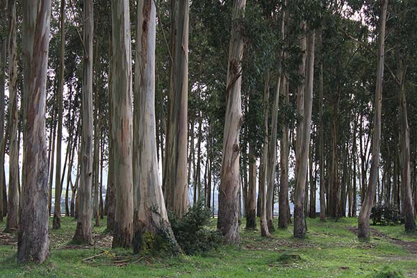 Dársena de El Puntal en Villaviciosa en Asturias
