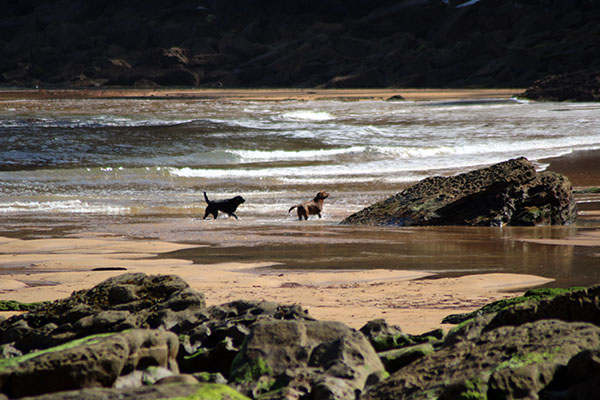 Perros sueltos en una playa en Villaviciosa en Asturias