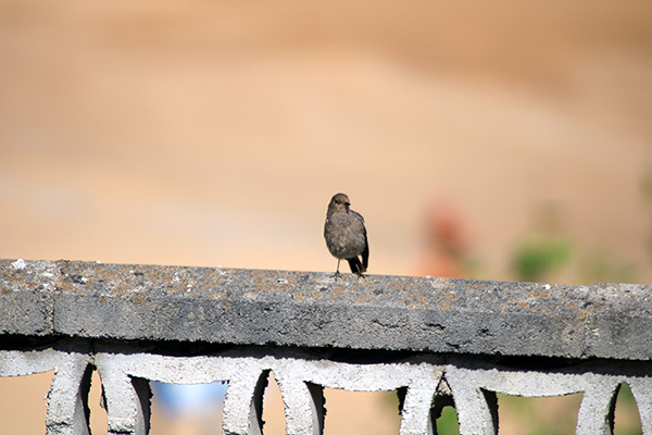 Pájaro en el entorno de la ría de Villaviciosa en Asturias