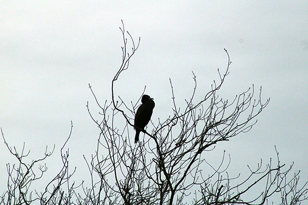 Observando aves en la ría de Villaviciosa en Asturias