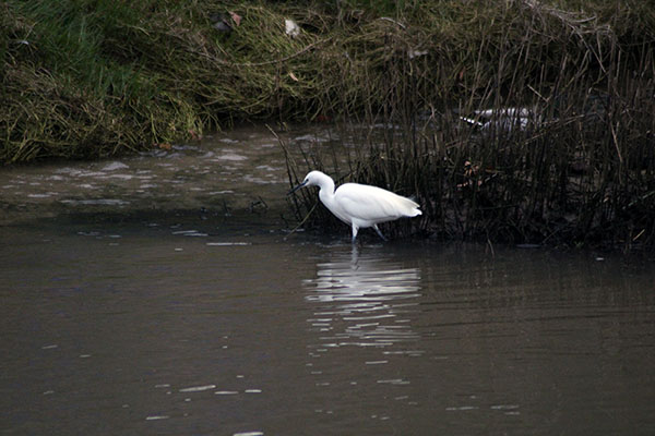 Observando aves en la ría de Villaviciosa en Asturias