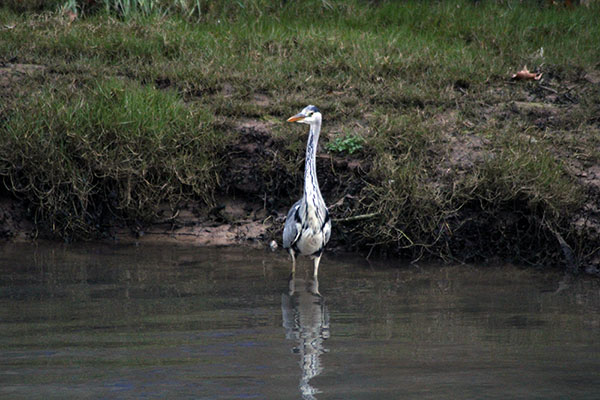 Observando aves en la ría de Villaviciosa en Asturias