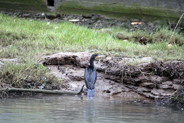 Observando aves en la ría de Villaviciosa en Asturias