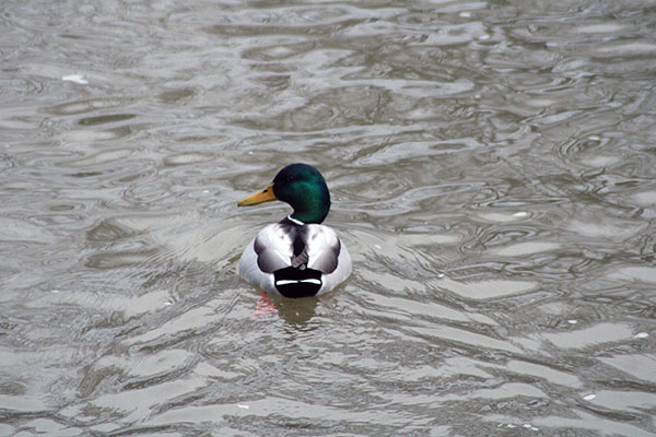 Observando aves en la ría de Villaviciosa en Asturias