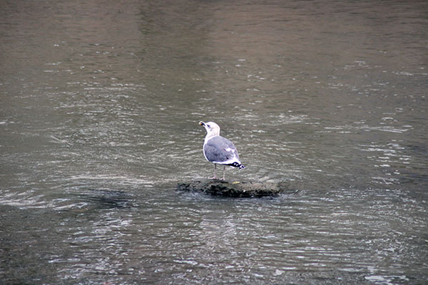 Observando aves en la ría de Villaviciosa en Asturias