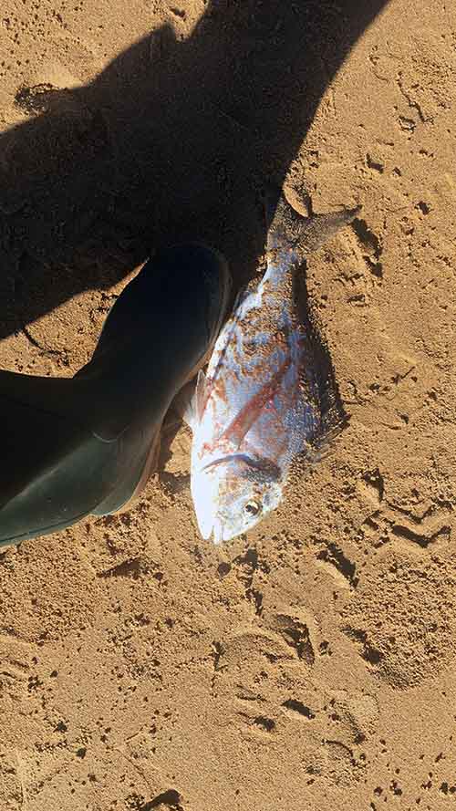 Bonita dorada que sucumbió a mi aparejo cebado con xorrón en la ría de Villaviciosa