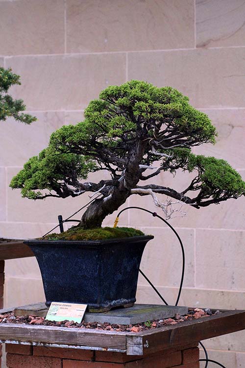 Colección de bonsáis en el jardín botánico de Gijón
